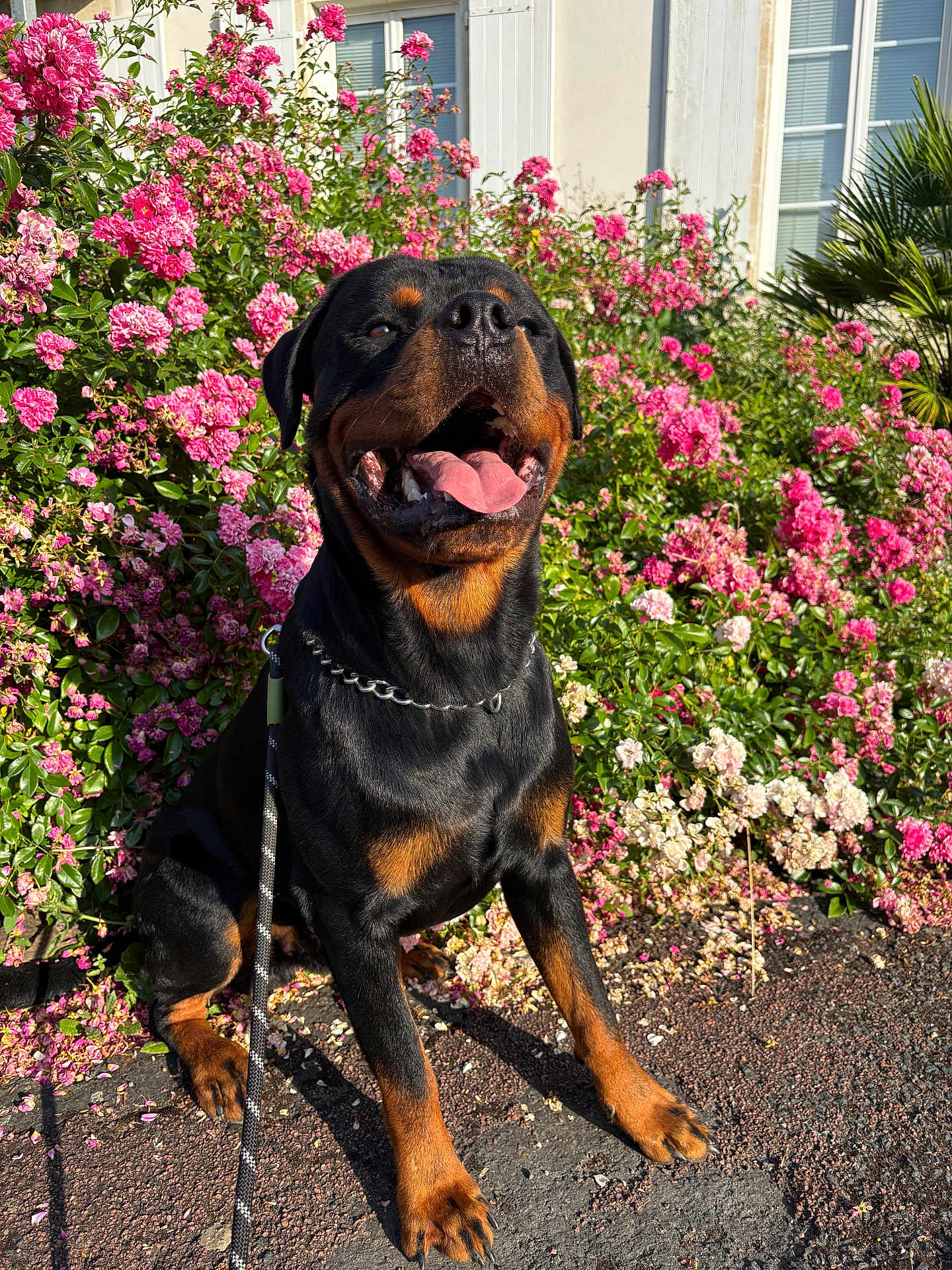 Valko