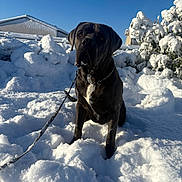 Atlas a rejoint le concours — aidez-le/la à gagner de superbes lots ! dog, snow, leash, outdoor, winter, blue_sky, sunlight, snowy_bushes, black_dog, white_patch, fence, house, pet, canine, sitting, nature, cold, daylight, animal, portrait