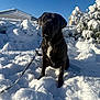 animal, black_dog, blue_sky, canine, cold, daylight, dog, fence, house, leash, nature, outdoor, pet, portrait, sitting, snow, snowy_bushes, sunlight, white_patch, winter