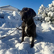 Atlas a rejoint le concours — aidez-le/la à gagner de superbes lots ! animal, black_dog, blue_sky, bushes, cold, daytime, dog, fence, fur, house, leash, nature, outdoor, pet, shadow, sitting, snow, sunlight, white_patch, winter