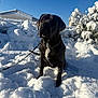animal, black_dog, blue_sky, bushes, cold, daytime, dog, fence, fur, house, leash, nature, outdoor, pet, shadow, sitting, snow, sunlight, white_patch, winter