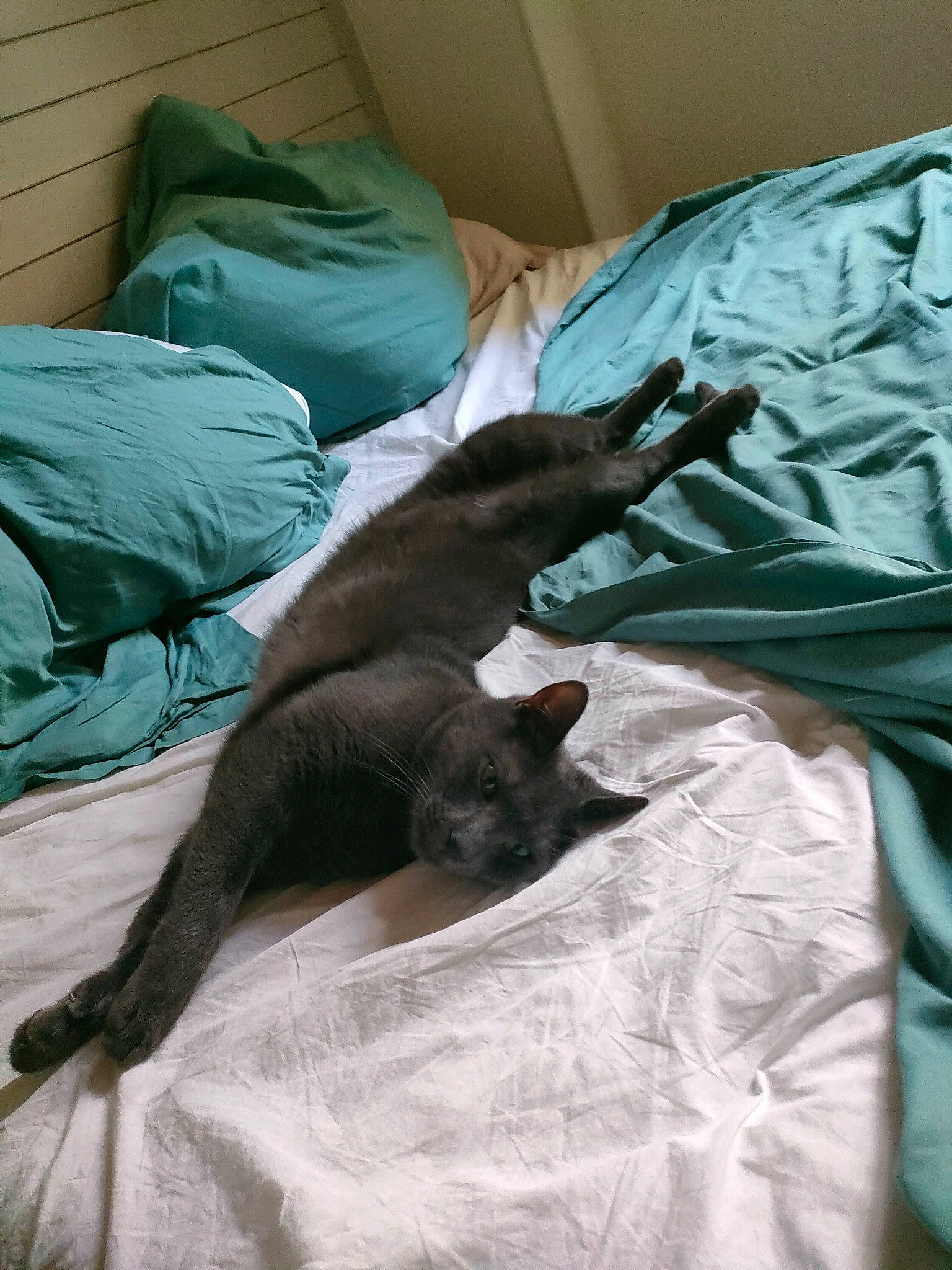 Jax participe au concours pour gagner de l'argent avec cette photo : bed, bedding, carnivore, cat, comfort, dog_breed, door, duvet, felidae, fur, linens, liver, mammal, room, small_to_medium_sized_cats, sporting_group, tail, textile, vertebrate, whiskers