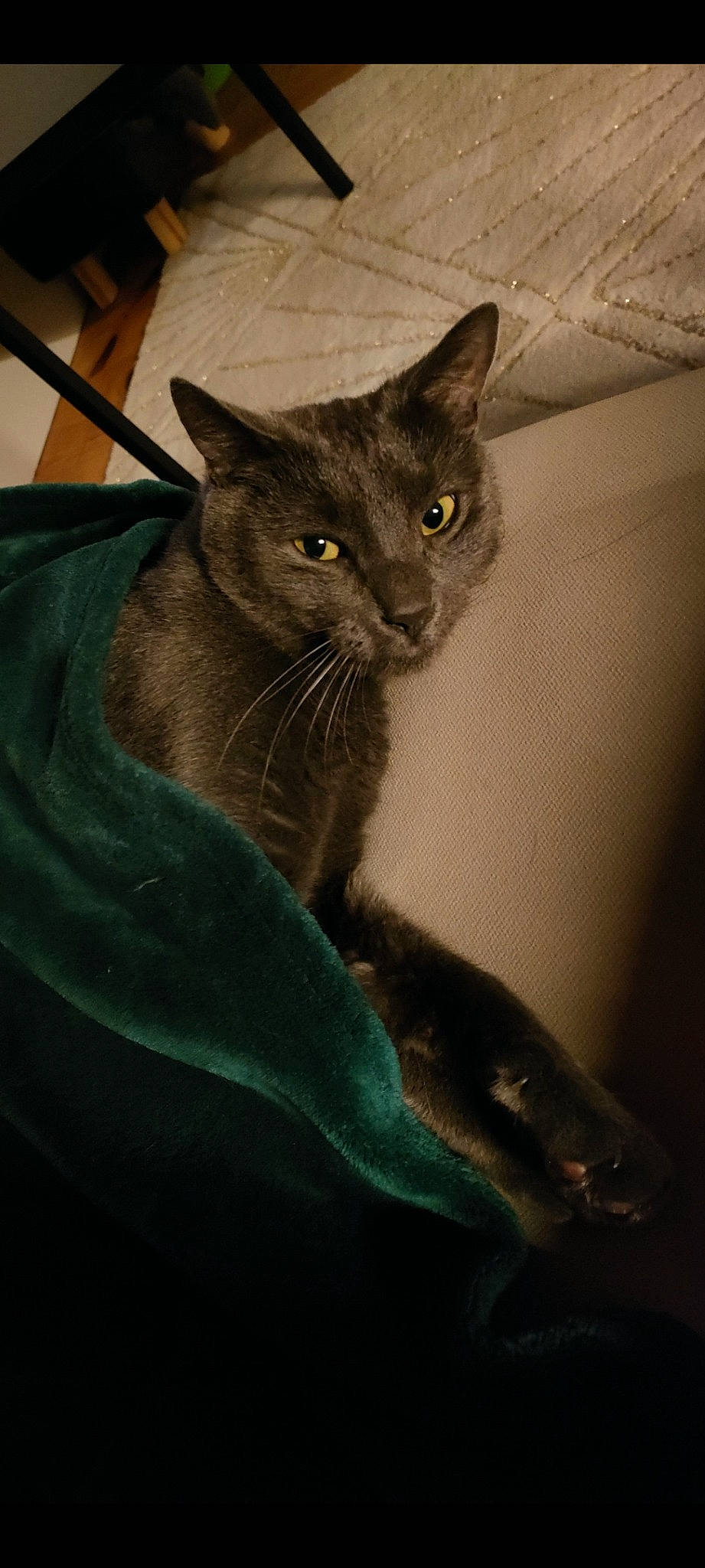 Jax a rejoint le concours — aidez-le/la à gagner de superbes lots ! carnivore, cat, comfort, domestic_short_haired_cat, electric_blue, eye, felidae, fur, grey, russian_blue, small_to_medium_sized_cats, snout, terrestrial_animal, whiskers