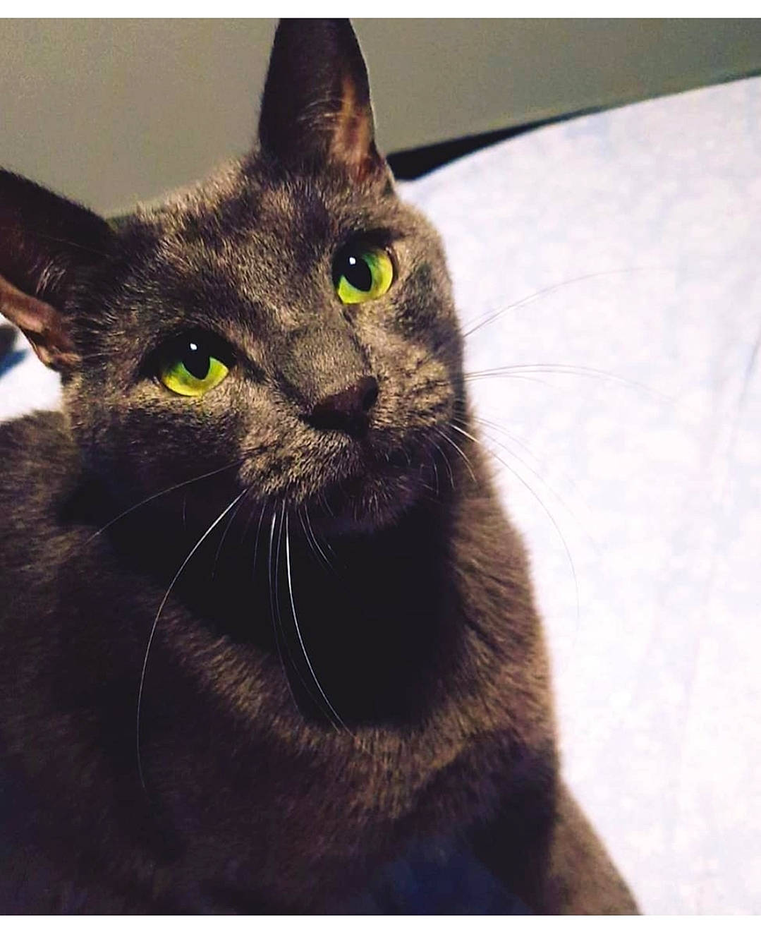 Jax a rejoint le concours — aidez-le/la à gagner de superbes lots ! black_cat, bombay, carnivore, cat, collar, domestic_short_haired_cat, felidae, fur, havana_brown, rectangle, small_to_medium_sized_cats, square, terrestrial_animal, whiskers