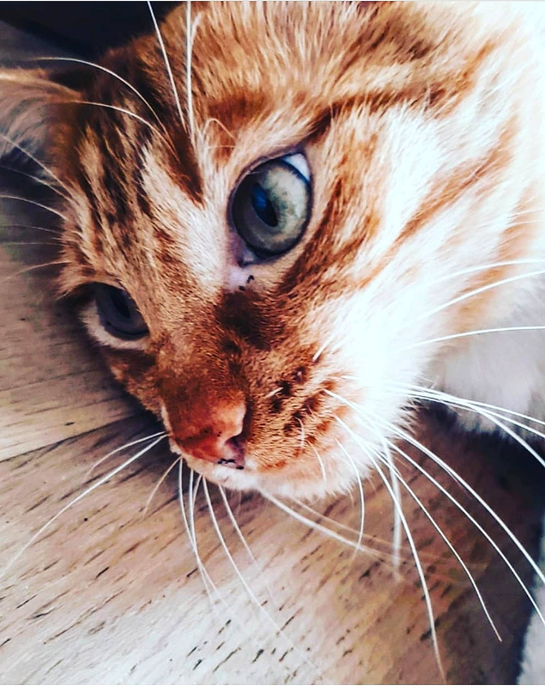 Zomboy a rejoint le concours — aidez-le/la à gagner de superbes lots ! carnivore, cat, close_up, curious, domestic_short_haired_cat, ear, eye, eyelash, fawn, felidae, fur, hair, human_body, paw, small_to_medium_sized_cats, snout, terrestrial_animal, whiskers, wildlife, wood