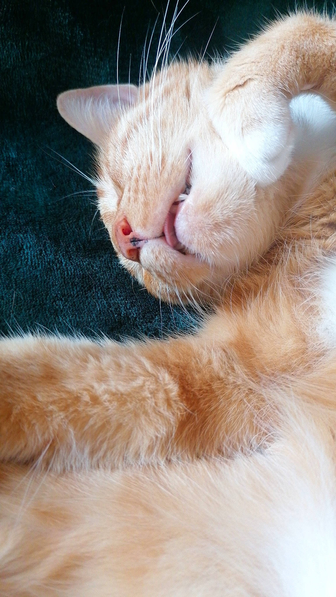 Zomboy participe au concours pour gagner de l'argent avec cette photo : carnivore, cat, claw, comfort, domestic_short_haired_cat, ear, eyelash, fang, fawn, felidae, fur, nap, paw, sleep, small_to_medium_sized_cats, snout, tail, terrestrial_animal, whiskers, wildlife