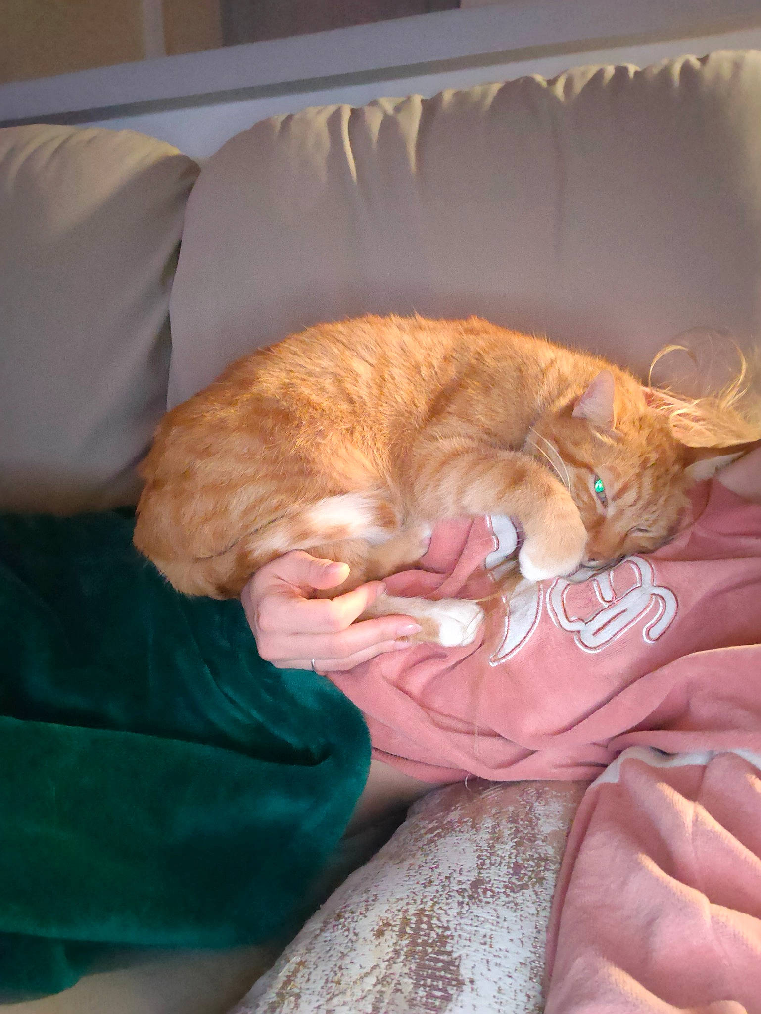 Zomboy a rejoint le concours — aidez-le/la à gagner de superbes lots ! carnivore, cat, claw, comfort, companion_dog, domestic_short_haired_cat, fawn, felidae, fur, gesture, lap, linens, nail, nap, paw, sleep, small_to_medium_sized_cats, tail, textile, whiskers