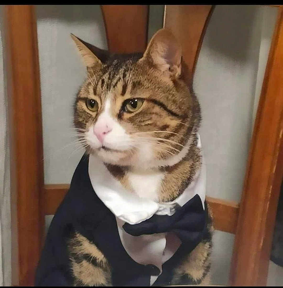 César a rejoint le concours — aidez-le/la à gagner de superbes lots ! cat, tabby_cat, tuxedo, bow_tie, pet, animal, feline, indoor, chair, wooden_chair, portrait, costume, dress_up, cute, domestic_cat, whiskers, fur, ears, eyes, sitting