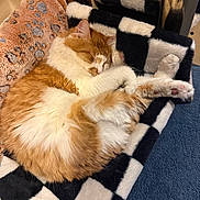 Scottie joined the competition — help win amazing prizes! cat, sleeping, orange_cat, white_cat, fluffy, pet, cozy, blanket, checkered, paw, fur, indoor, relaxed, cute, nap, animal, domestic, feline, resting, soft