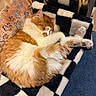 cat, sleeping, orange_cat, white_cat, fluffy, pet, cozy, blanket, checkered, paw, fur, indoor, relaxed, cute, nap, animal, domestic, feline, resting, soft