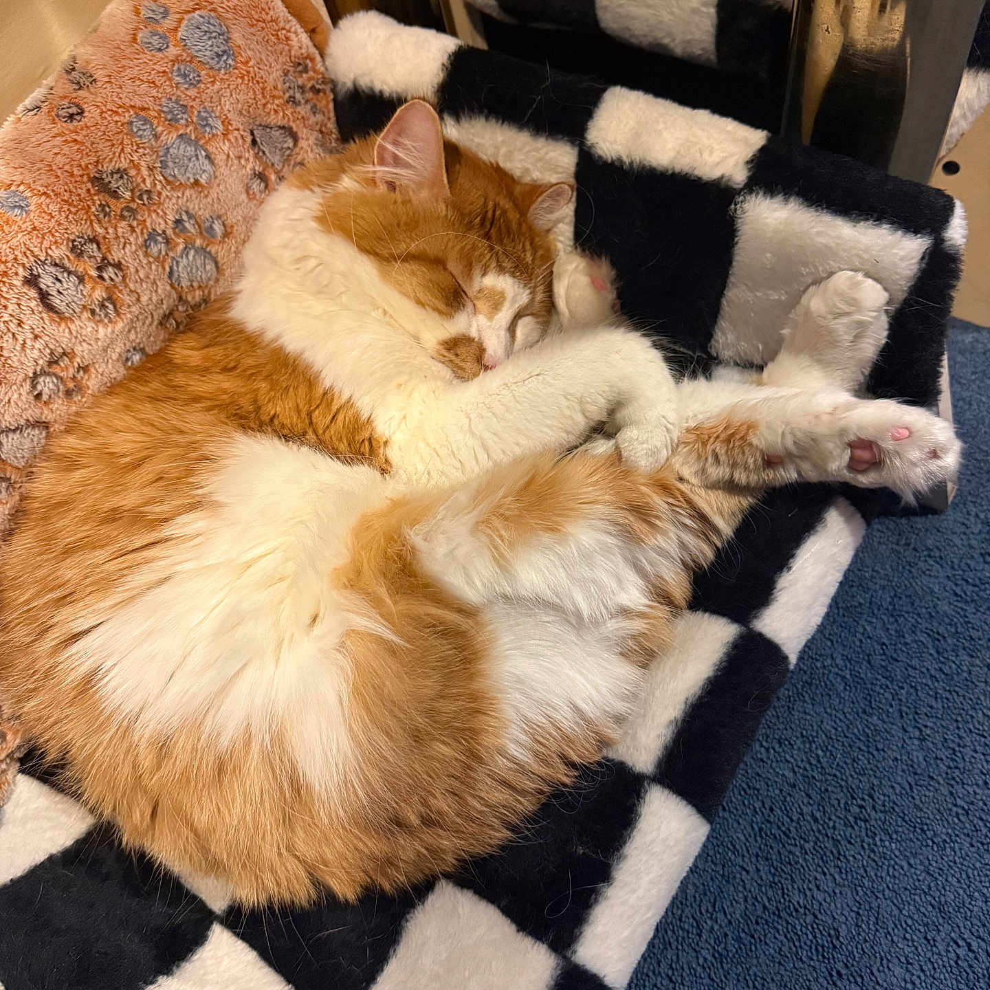 Scottie joined the competition — help win amazing prizes! cat, sleeping, orange_cat, white_cat, fluffy, pet, cozy, blanket, checkered, paw, fur, indoor, relaxed, cute, nap, animal, domestic, feline, resting, soft