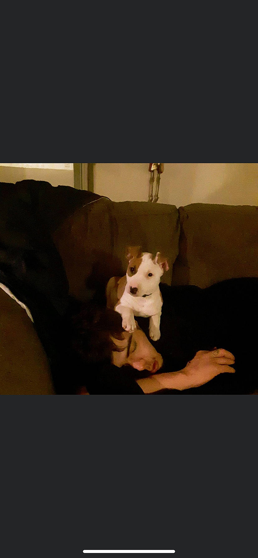 Bowser is registered to the contest to win money with this photo: art, canidae, carnivore, comfort, companion_dog, couch, dog, dog_breed, fawn, fur, room, sitting, sporting_group, studio_couch, stuffed_toy, tail, tints_and_shades, toy, toy_dog, working_animal