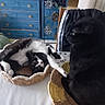 animal, basket, black_and_white_cat, black_cat, cat, chair, curled_up, cute, domestic_cat, furniture, household, indoor, pet, playful, relaxing, resting, sleepy, table, two_cats, woven_basket