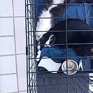 Félix a rejoint le concours — aidez-le/la à gagner de superbes lots ! animal, black_and_white_cat, black_cat, blanket, cage, cat, clip, companion, confined, cozy, cute, domestic, floor, fur, indoor, pet, resting, sleeping, tile_floor, water_bowl