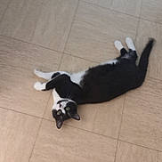 Félix participe au concours pour gagner de l'argent avec cette photo : cat, black_and_white, pet, animal, indoor, floor, tile, relaxed, looking_up, playful, feline, whiskers, tail, four_legs, domestic, cute, eyes, fur, lying_down, house