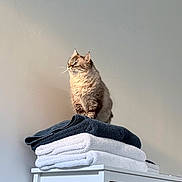 Pepper is registered to the contest to win money with this photo: cat, towels, furniture, indoor, white_dresser, stacked_towels, fluffy_cat, pet, domestic_cat, gray_cat, soft_light, minimalist, home_interior, quiet, calm, contemplative, animal, feline, cozy, clean