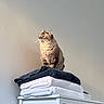 cat, towels, furniture, indoor, white_dresser, stacked_towels, fluffy_cat, pet, domestic_cat, gray_cat, soft_light, minimalist, home_interior, quiet, calm, contemplative, animal, feline, cozy, clean
