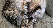Pepper is registered to the contest to win money with this photo: cat, sleeping, fluffy, fur, couch, indoor, pet, cozy, resting, animal, tabby, paw, tail, relaxing, feline, cute, domestic, mammal, whiskers, texture