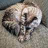 cat, sleeping, fluffy, fur, couch, indoor, pet, cozy, resting, animal, tabby, paw, tail, relaxing, feline, cute, domestic, mammal, whiskers, texture