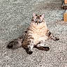 Pepper is registered to the contest to win money with this photo: cat, fluffy, carpet, blue_eyes, indoor, relaxed, sitting, animal, pet, feline, tabby, cozy, box, fur, cute, domestic, portrait, whiskers, tail, looking