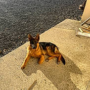 Abricot participe au concours pour gagner de l'argent avec cette photo : dog, german_shepherd, puppy, laying_down, shadow, concrete, outdoor, sunlight, fence, gravel, yard, wooden_planks, pet, animal, canine, resting, young_dog, ears_up, alert, daylight
