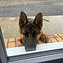 Abricot participe au concours pour gagner de l'argent avec cette photo : dog, german_shepherd, window, brick, paws, outdoor, driveway, car, truck, closed_eyes, waiting, resting, pet, animal, muzzle, ears, snout, concrete, fence, quiet