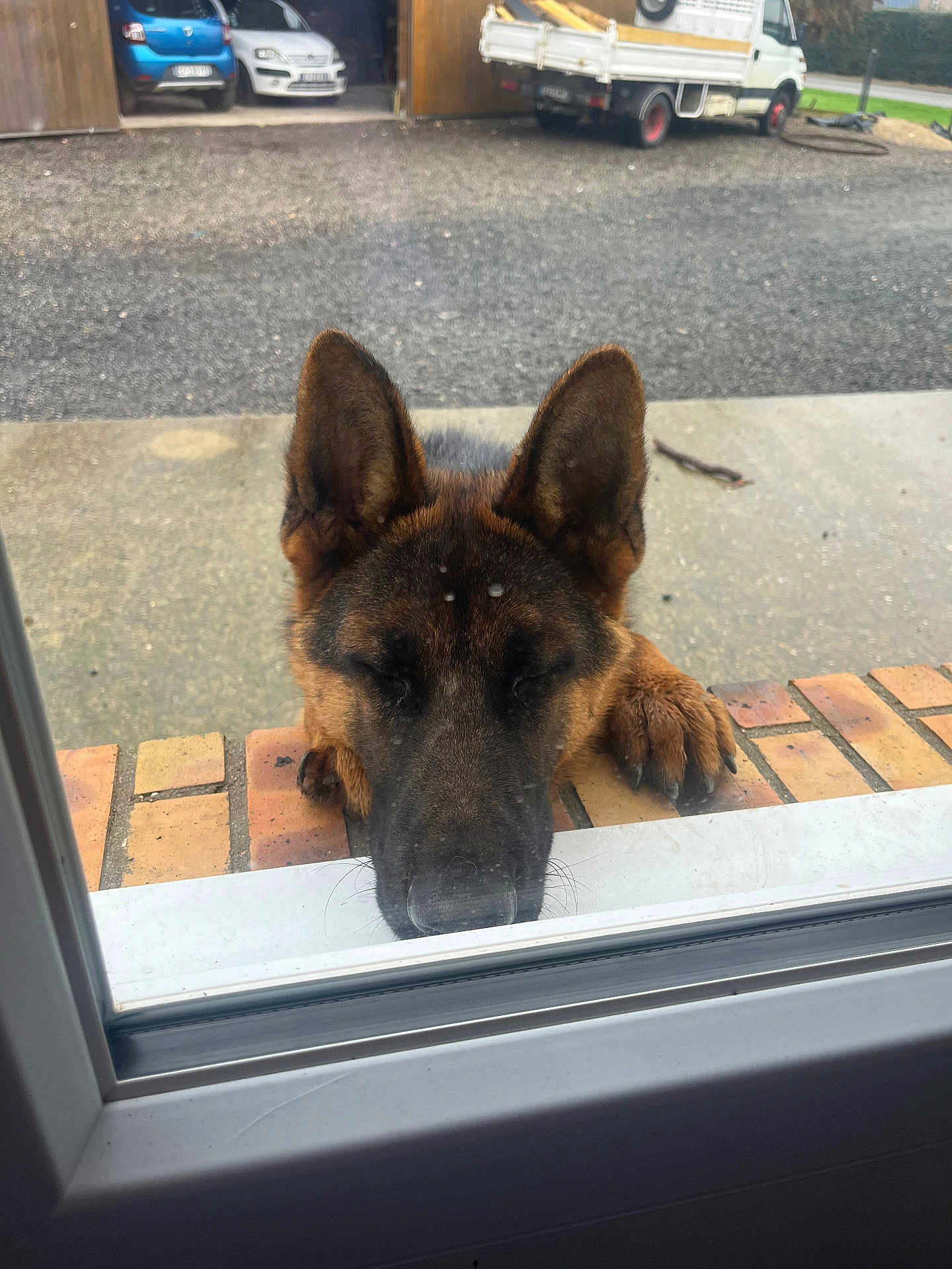 Abricot participe au concours pour gagner de l'argent avec cette photo : dog, german_shepherd, window, brick, paws, outdoor, driveway, car, truck, closed_eyes, waiting, resting, pet, animal, muzzle, ears, snout, concrete, fence, quiet
