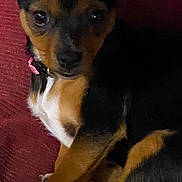Reese Cup is registered to the contest to win money with this photo: dog, small_dog, black_and_tan, pet, indoor, couch, red_couch, fur, ears, collar, cute, looking, resting, cozy, closeup, animal, domestic_animal, fluffy_blanket, texture, relaxed