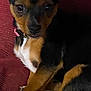 dog, small_dog, black_and_tan, pet, indoor, couch, red_couch, fur, ears, collar, cute, looking, resting, cozy, closeup, animal, domestic_animal, fluffy_blanket, texture, relaxed
