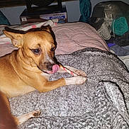 Boots joined the competition — help win amazing prizes! animal, bed, blanket, brown_dog, chew_stick, cozy, cute, dog, domestic, fabric, fan, home, indoor, lying_down, paw, pet, playful, resting, small_dog, tongue_out