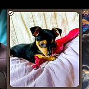 Butterbean is registered to the contest to win money with this photo: dog, small_dog, toy, blanket, indoor, cozy, pet, animal, resting, cute, fur, black, brown, playing, comfort, relaxed, home, laying, portrait, canine