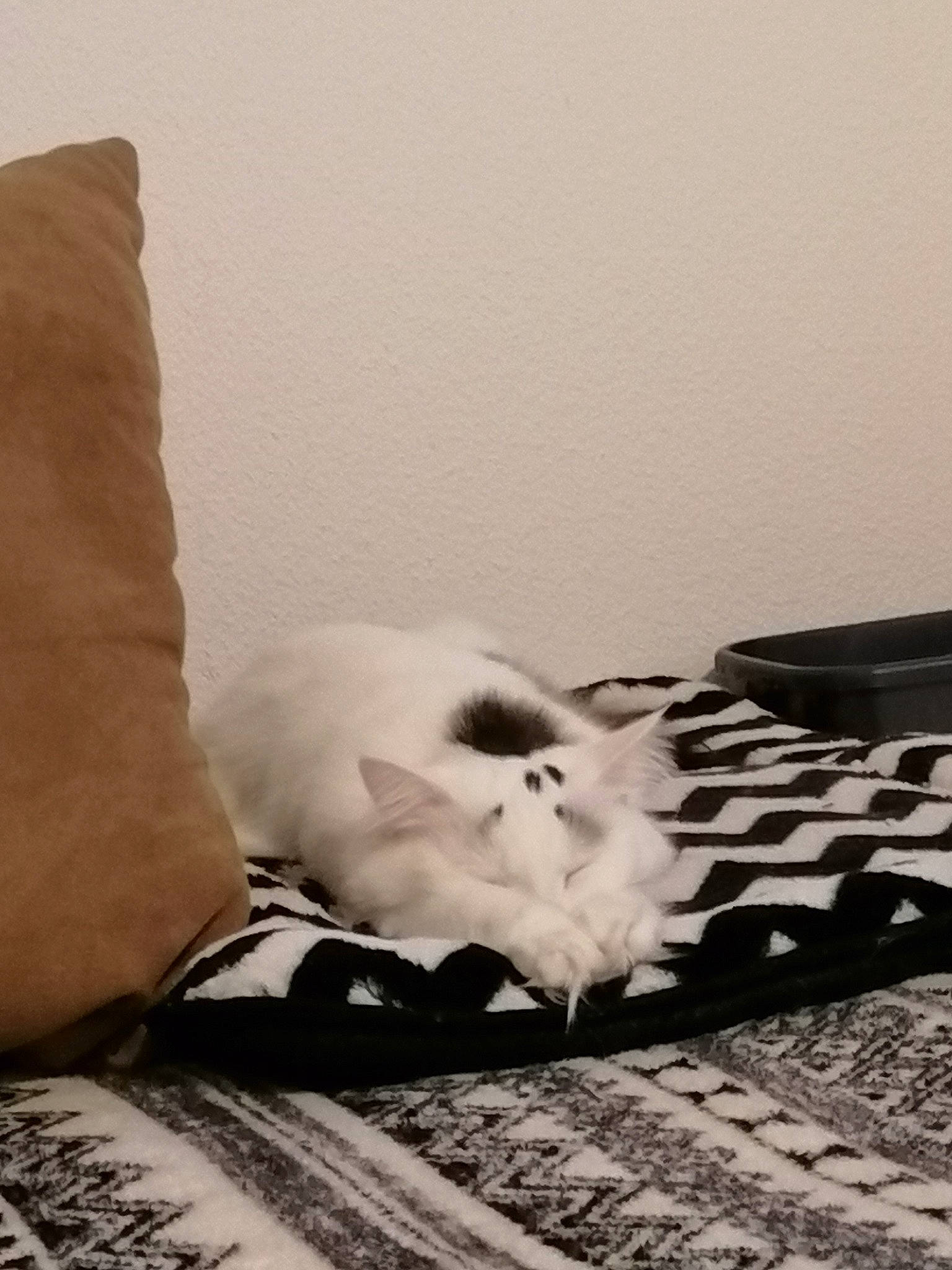 Boubou a rejoint le concours — aidez-le/la à gagner de superbes lots ! carnivore, comfort, felidae, finger, flooring, foot, gesture, hardwood, human_leg, jaw, leg, mammal, monochrome, monochrome_photography, small_to_medium_sized_cats, snout, tail, tints_and_shades, whiskers, wood