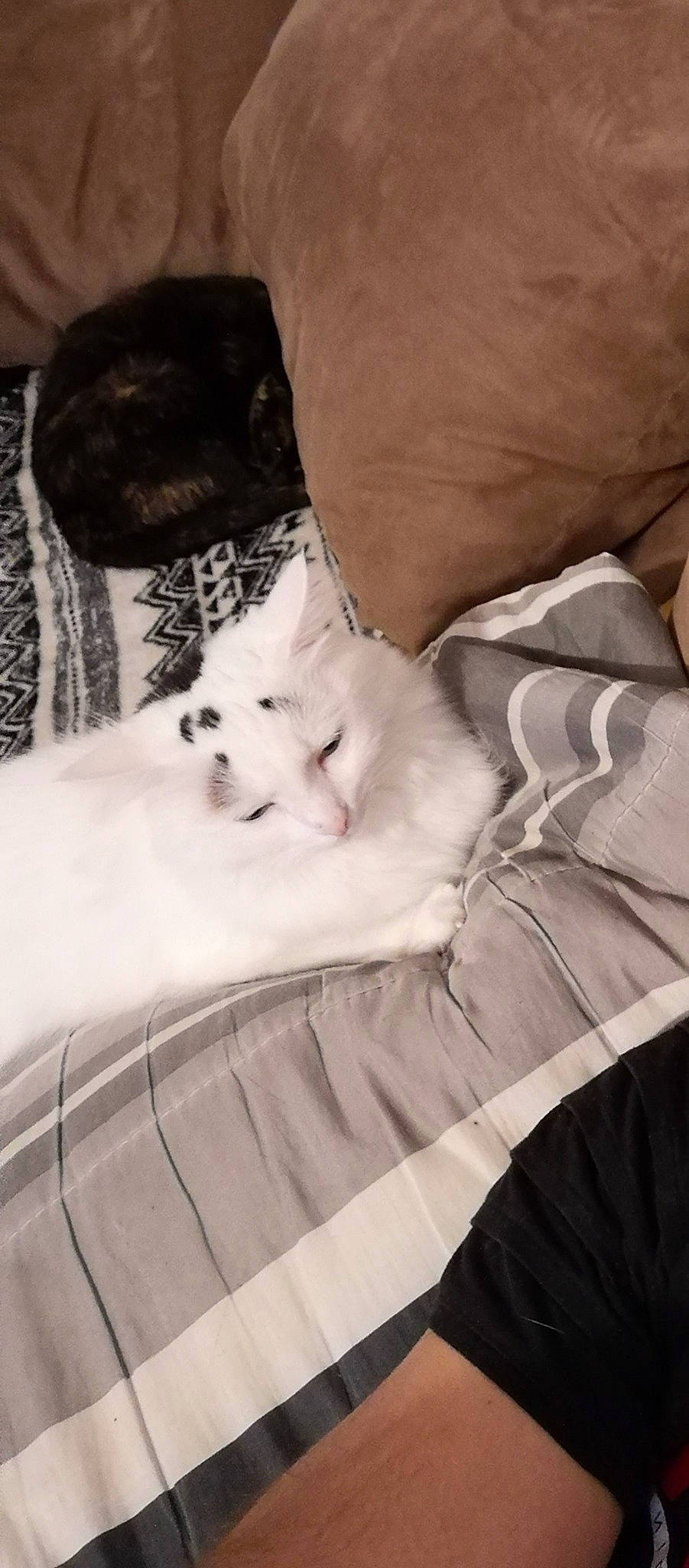 Boubou participe au concours pour gagner de l'argent avec cette photo : bed, bed_sheet, bedding, carnivore, cat, comfort, felidae, fur, grey, linens, monochrome, monochrome_photography, nap, pattern, paw, room, small_to_medium_sized_cats, tail, textile, whiskers