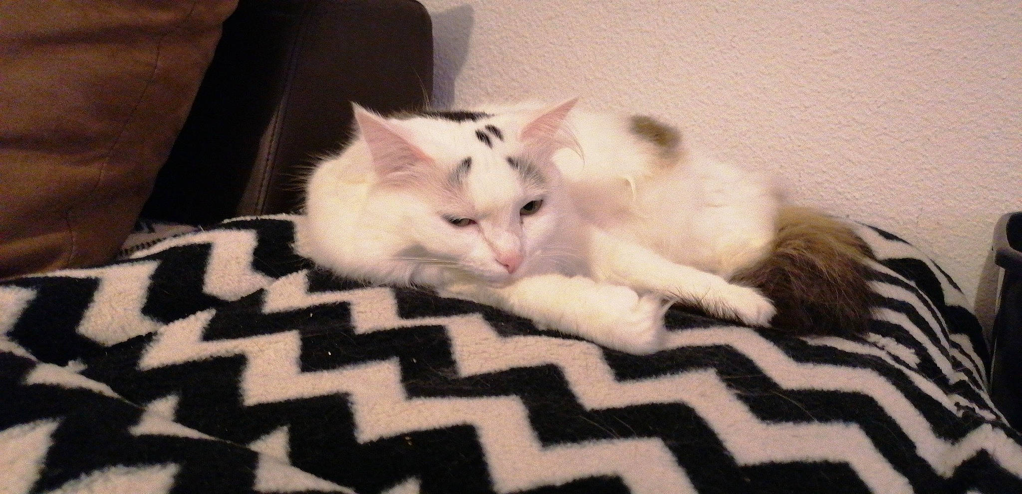 Boubou a rejoint le concours — aidez-le/la à gagner de superbes lots ! bed, bedding, carnivore, cat, claw, comfort, domestic_short_haired_cat, fawn, felidae, flooring, fur, linens, pattern, paw, room, small_to_medium_sized_cats, snout, tail, whiskers