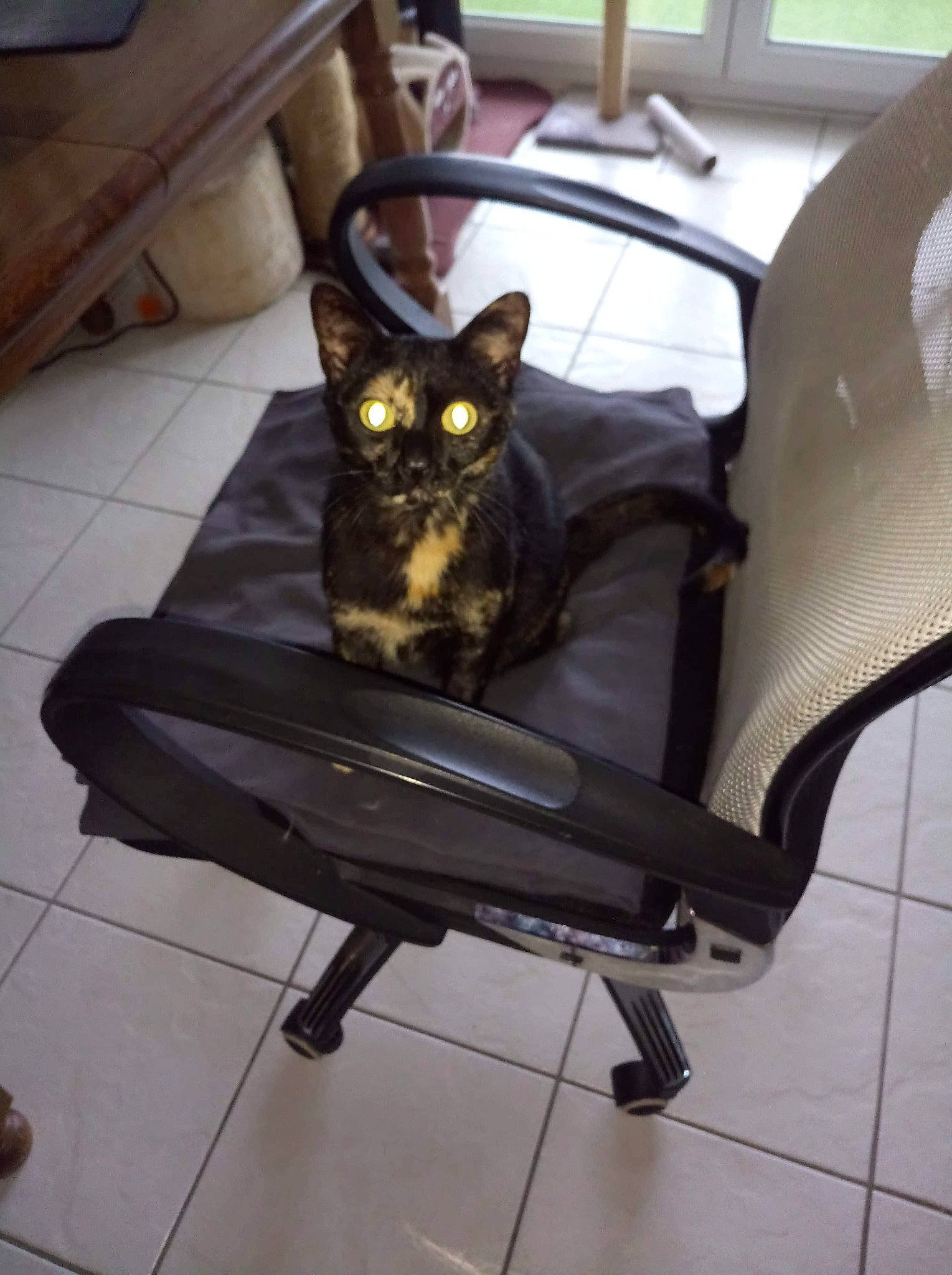 Mogwai participe au concours pour gagner de l'argent avec cette photo : black, carnivore, chair, comfort, companion_dog, dog, dog_breed, door, fawn, felidae, floor, flooring, furniture, pet_supply, room, small_to_medium_sized_cats, snout, tail, toy_dog, working_animal