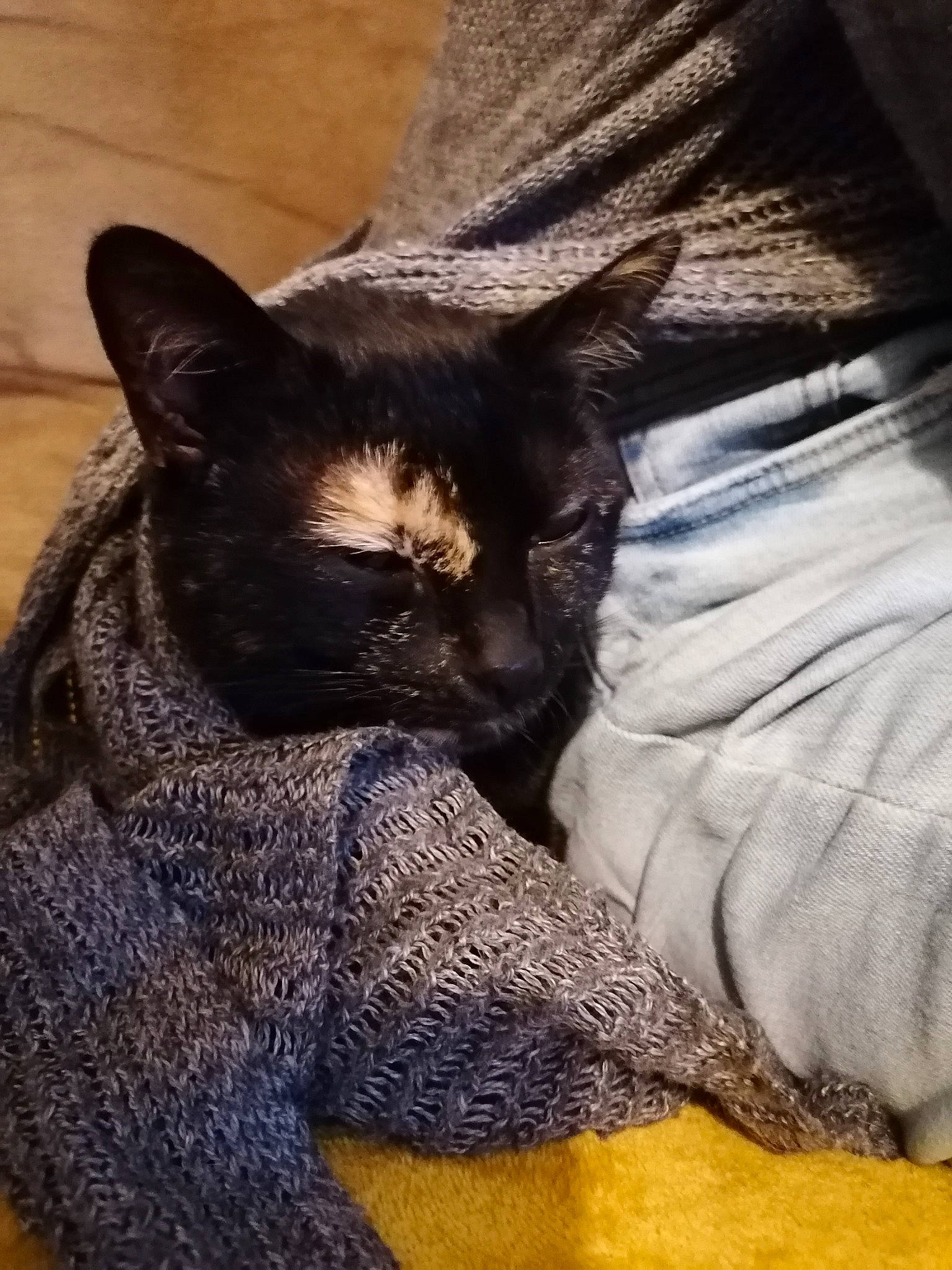 Mogwai participe au concours pour gagner de l'argent avec cette photo : black_cat, bombay, carnivore, cat, chair, claw, comfort, domestic_short_haired_cat, fawn, felidae, fur, grey, human_leg, paw, sitting, small_to_medium_sized_cats, snout, tail, terrestrial_animal, whiskers