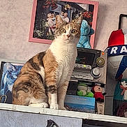 Simea participe au concours pour gagner de l'argent avec cette photo : cat, calico_cat, sitting, shelf, radio, plush_toys, framed_photo, family_photo, teddy_bear, soccer_ball, indoor, curious, decor, butterfly_sticker, wall, toy, animal, pet, close_up, domestic_cat