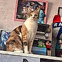 cat, calico_cat, sitting, shelf, radio, plush_toys, framed_photo, family_photo, teddy_bear, soccer_ball, indoor, curious, decor, butterfly_sticker, wall, toy, animal, pet, close_up, domestic_cat