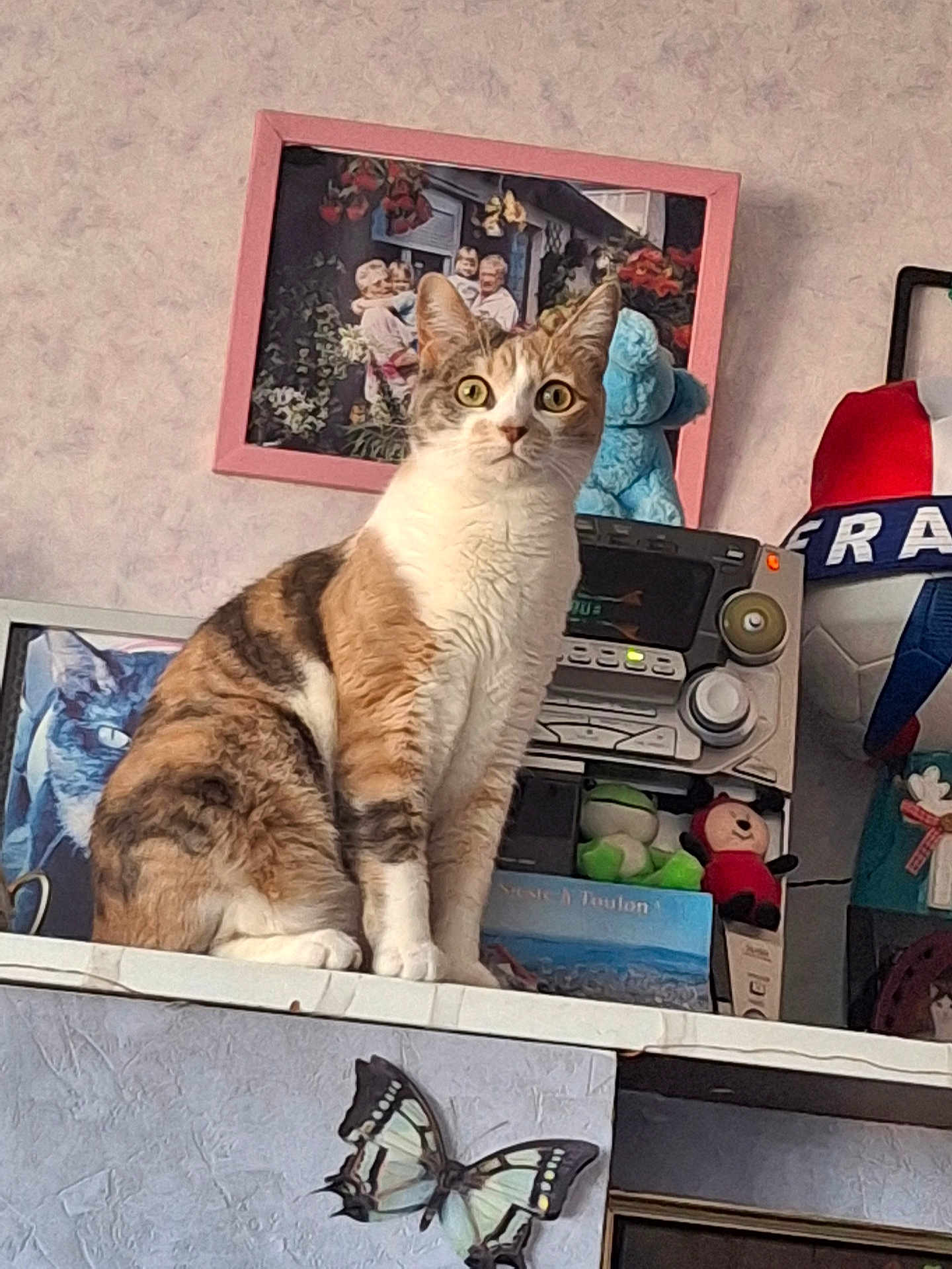 Simea participe au concours pour gagner de l'argent avec cette photo : cat, calico_cat, sitting, shelf, radio, plush_toys, framed_photo, family_photo, teddy_bear, soccer_ball, indoor, curious, decor, butterfly_sticker, wall, toy, animal, pet, close_up, domestic_cat