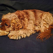 Douky a rejoint le concours — aidez-le/la à gagner de superbes lots ! dog, puppy, resting, curled_up, fluffy, brown, caramel, pet, animal, cute, fur, sleepy, indoor, cozy, canine, laying_down, companion, adorable, relaxed, domestic