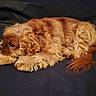 dog, puppy, resting, curled_up, fluffy, brown, caramel, pet, animal, cute, fur, sleepy, indoor, cozy, canine, laying_down, companion, adorable, relaxed, domestic