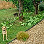 Doko a rejoint le concours — aidez-le/la à gagner de superbes lots ! dog, grass, tree, leaves, garden, outdoor, pet, nature, greenery, path, bush, canine, yard, summer, plant, trunk, ground, shrub, daytime, animal