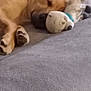 Doko a rejoint le concours — aidez-le/la à gagner de superbes lots ! dog, sleeping, toy, stuffed_animal, blanket, bed, indoor, curtain, cozy, resting, paw, brown_dog, soft, animal, pet, relaxed, snuggle, home, quiet, nap