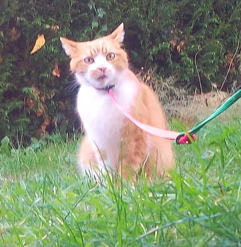 Caramel participe au concours pour gagner de l'argent avec cette photo : aegean_cat, carnivore, cat, domestic_short_haired_cat, fawn, felidae, grass, kitten, mammal, small_to_medium_sized_cats, tail, whiskers, wildlife