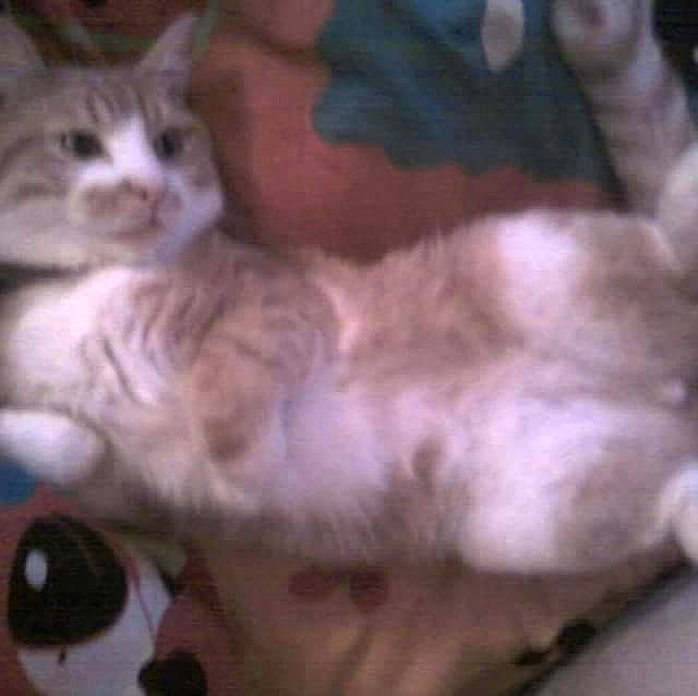 Caramel a rejoint le concours — aidez-le/la à gagner de superbes lots ! asian, carnivore, cat, domestic_short_haired_cat, european_shorthair, eye, felidae, german_rex, kitten, mammal, munchkin, nose, ojos_azules, polydactyl_cat, siberian, small_to_medium_sized_cats, snowshoe, tail, vertebrate, whiskers