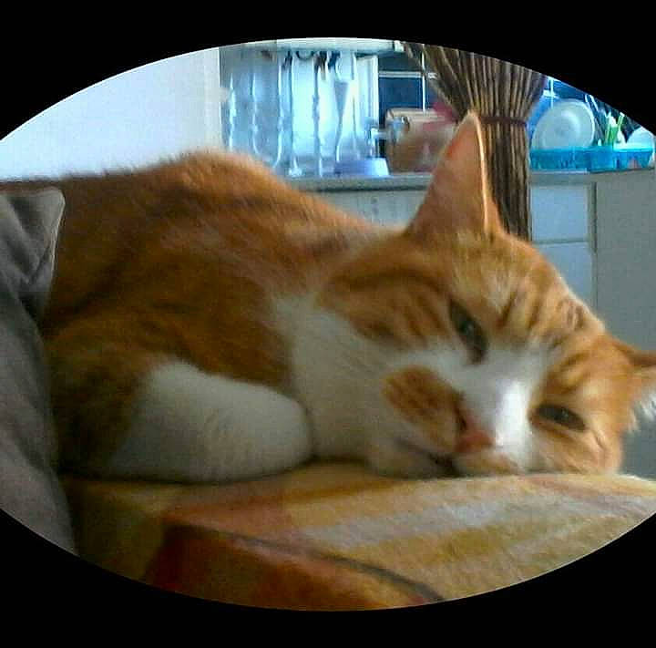 Caramel a rejoint le concours — aidez-le/la à gagner de superbes lots ! aegean_cat, american_wirehair, asian, carnivore, cat, domestic_short_haired_cat, european_shorthair, fawn, felidae, fur, kitten, nap, paw, photo_caption, photography, small_to_medium_sized_cats, tabby_cat, tail, whiskers