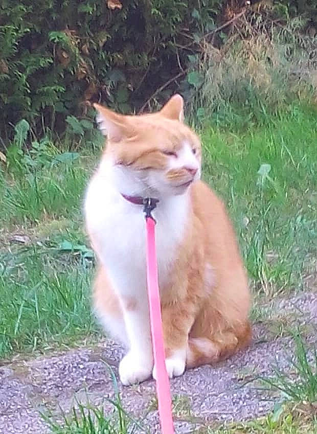 Caramel participe au concours pour gagner de l'argent avec cette photo : canidae, carnivore, cat, domestic_short_haired_cat, fawn, felidae, grass, mammal, small_to_medium_sized_cats, tail, whiskers, wildlife