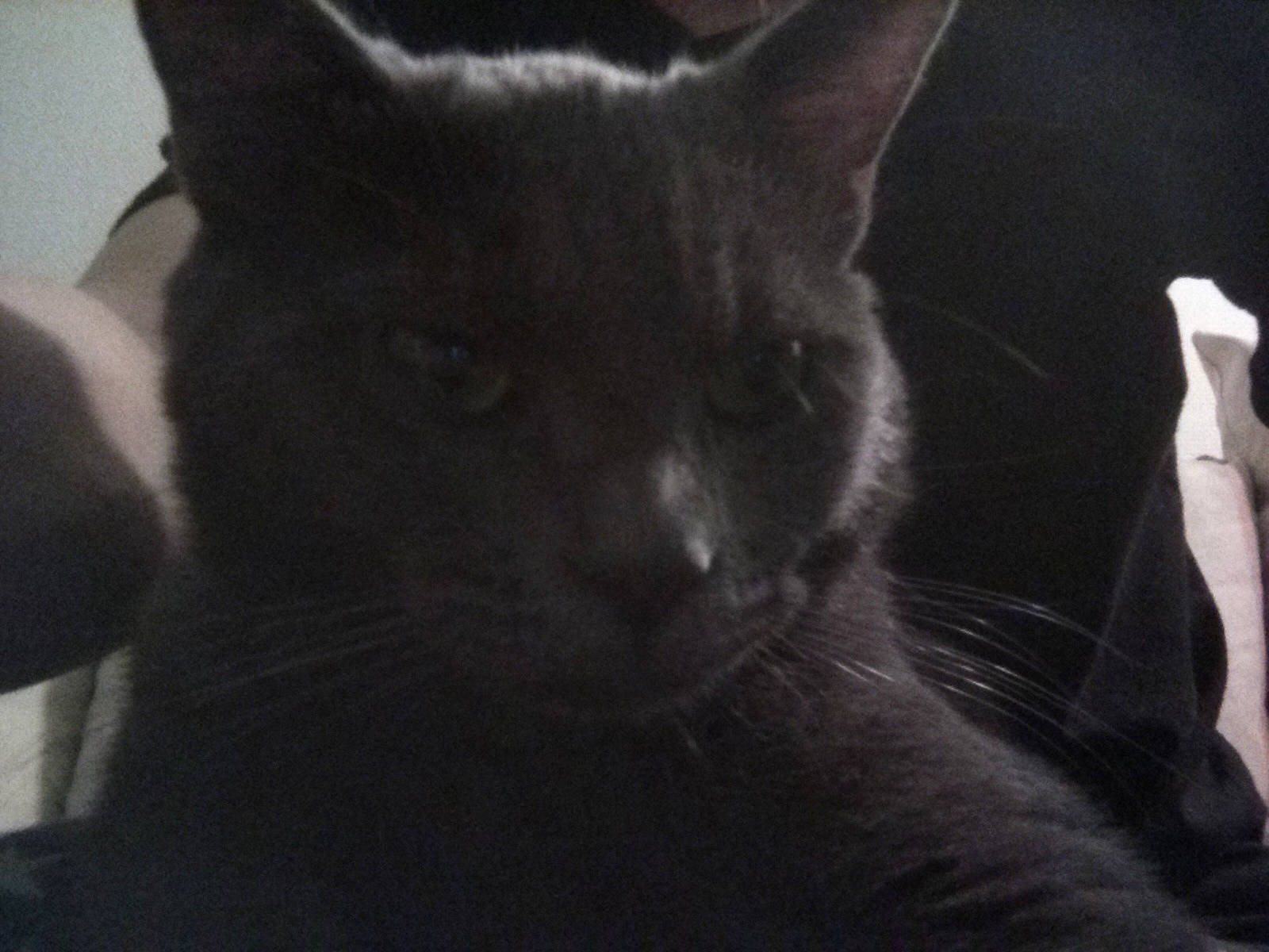 Gribouille a rejoint le concours — aidez-le/la à gagner de superbes lots ! asian, black, black_and_white, black_cat, burmese, carnivore, cat, chartreux, domestic_short_haired_cat, ear, felidae, fur, kitten, korat, mammal, polydactyl_cat, russian_blue, small_to_medium_sized_cats, snout, whiskers