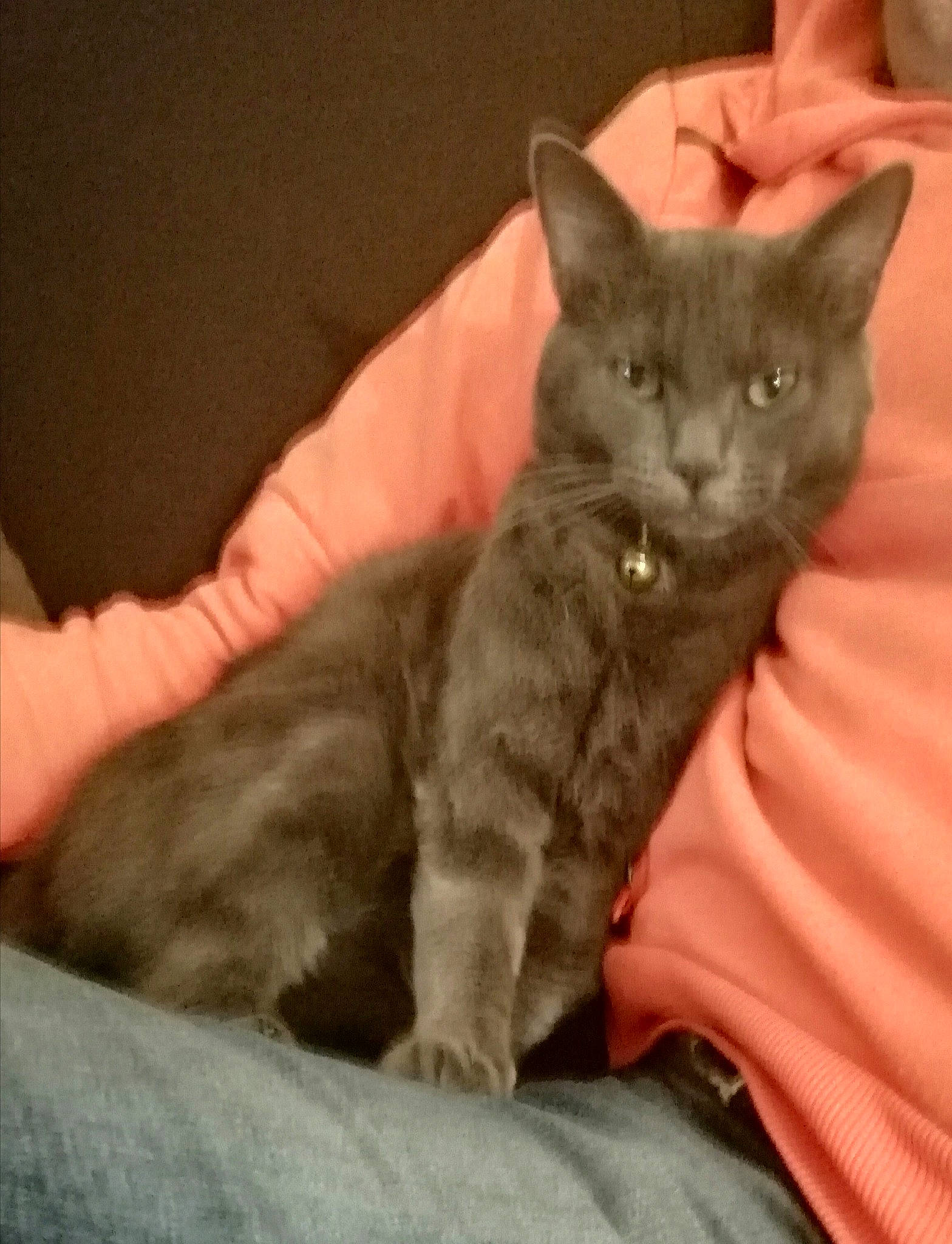 Gribouille a rejoint le concours — aidez-le/la à gagner de superbes lots ! asian, australian_mist, british_semi_longhair, carnivore, cat, chartreux, domestic_long_haired_cat, domestic_short_haired_cat, european_shorthair, felidae, german_rex, kitten, korat, maine_coon, mammal, nebelung, pixie_bob, small_to_medium_sized_cats, vertebrate, whiskers