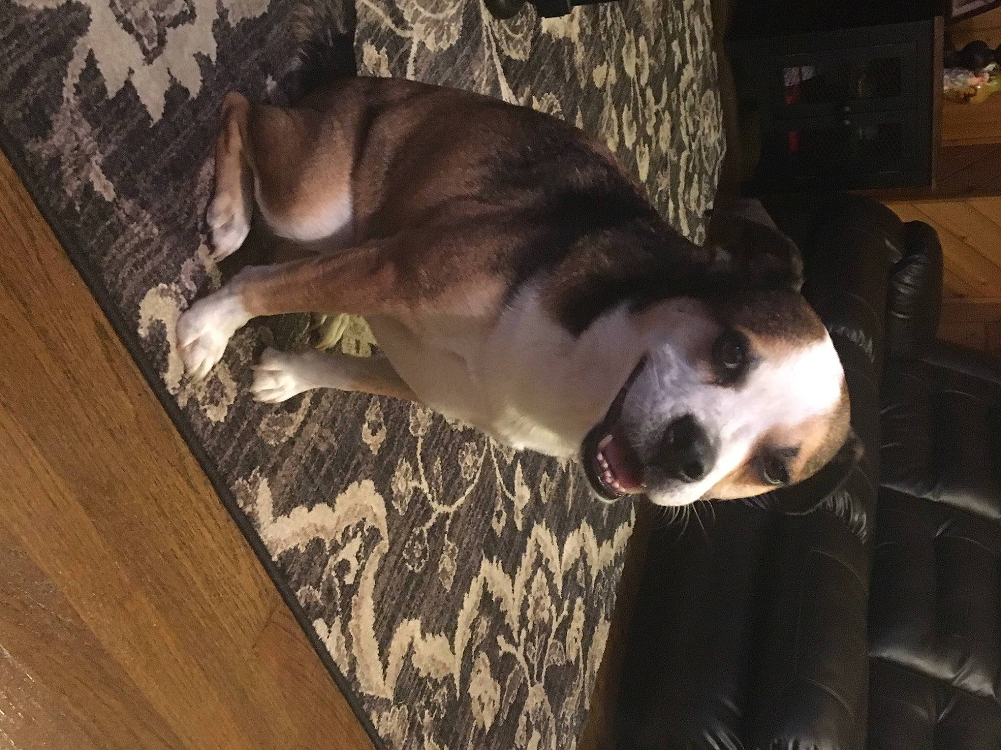 Douglas joined the competition — help win amazing prizes! canidae, carnivore, comfort, companion_dog, dog, dog_breed, fawn, flooring, fur, hardwood, jaw, paw, snout, sporting_group, tail, terrestrial_animal, varnish, whiskers, wood, working_animal